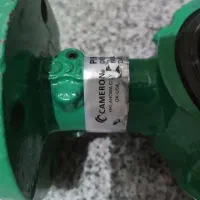شیر پروانه ای آمریکایی