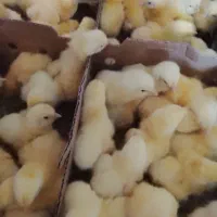 جوجه گوشتی