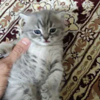 گربه اسکاتیش