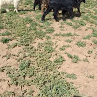 فروش تعدادی بزغاله نرو ماده