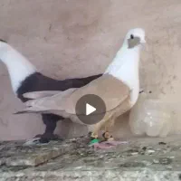 کفتر|پرنده|سبزوار, ایزی شهر|دیوار