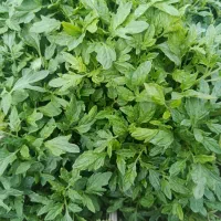 شیتیل گوجه فرنگی درجه یک