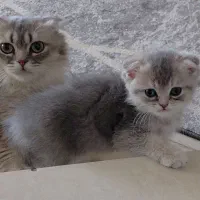 گربه های خانگی