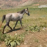 فروشی