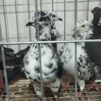 کشکی ....گوره