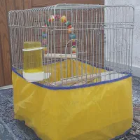 قفس عروس هلندی نو