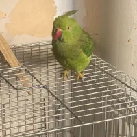 طوطی گمشده ملنگو منطقه خیابان سپاسی لاله تحویلی