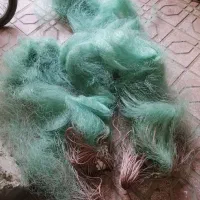 تورماهی گیری
