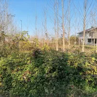 زمین باغی