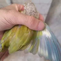 گرینچیک پاید شاه پر سفید نر