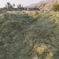 کاه یونجه