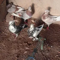 کبوتر