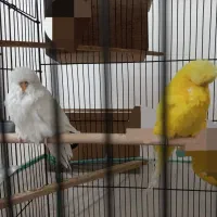 مرغ عشق انگلیسی گرید دار