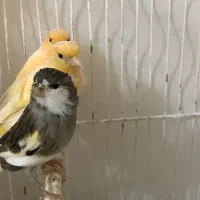 ۱۱عدد قناری|پرنده|بیرجند, |دیوار