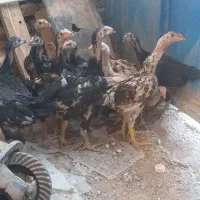 جوجه لاری وخروس لاری