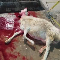 هر روز کشتار گوشت گرم