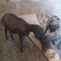 ۲رس میش سالم جوان