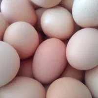 تخم مرغ محلی