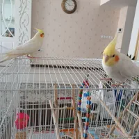 یک جفت عروس هلندی دستی سخنگو