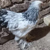 نوچه مرغ و خروس برهما و ایام