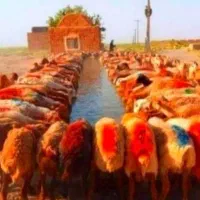 خرید گوسفندزنده با قیمت واقعی نصفانصف گوشت تضمین