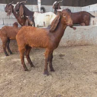بزغاله پاکستانی