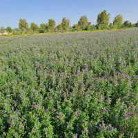بذر یونجه گرمسیری