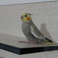 جوجه  ۲ونیم ماهه  دستی و رام