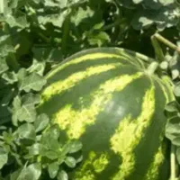 فروش هندوانه سوپر