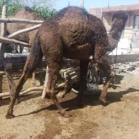 شتر|حیوانات مزرعه|کرمان, |دیوار