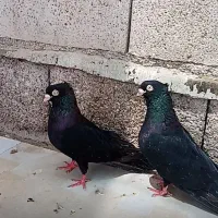 کبوتر زاغ