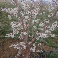 گل خانگی