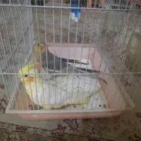 عروس هلندی