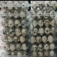 تخم‌مرغ بلدرچین