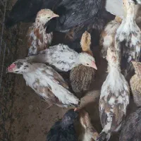 فروش،جوجه گلین دوماهه
