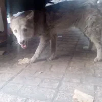 سگ نژاد دارهاسکی