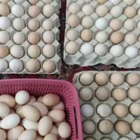 تخم نطفه دار گلین قشقایی و لری اصل
