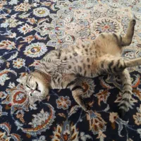 واگذاری یه گربه خوب وقدرشناس