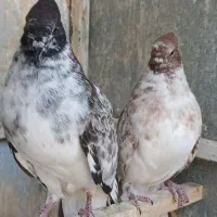 دوطوق کاکولی جوجه