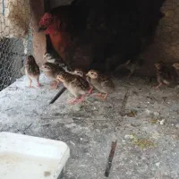 ۱۴عدد جوجه سیساک یا مرغ شاخدار