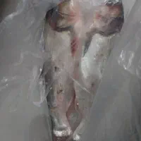 فروش ماهی