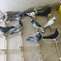 کبوتر