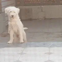 سگ شیتزو پا بلند نر