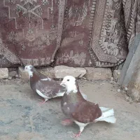 کبوتر شازده معاوضه
