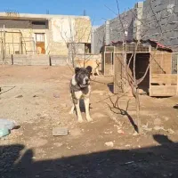 سگ افغان ۱۲ماهه نر
