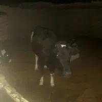 حیوانات مزرعه