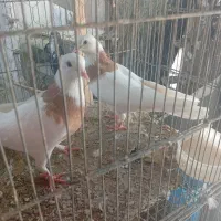 سلام سینه باز برافروش