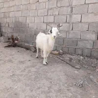 بزه چاق استاق
