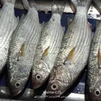بیاح