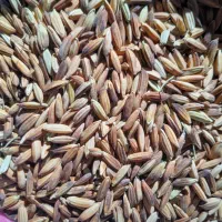 شلتوک|خوردنی و آشامیدنی|کارون, |دیوار